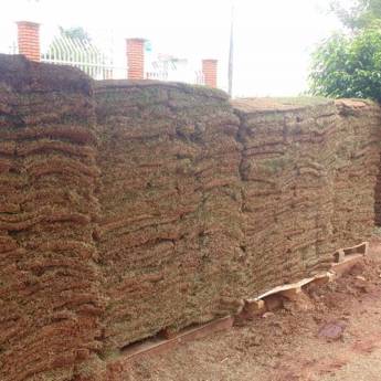 Comprar o produto de Grama Esmeralda em Grama em Assis, SP por Solutudo