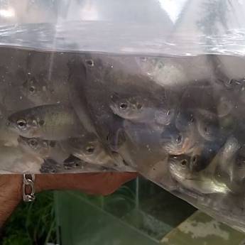 Comprar o produto de Alevinos em Peixes em Assis, SP por Solutudo