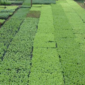 Comprar o produto de Muda de Hortaliças  em Verduras em Assis, SP por Solutudo