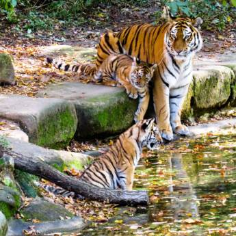 Comprar o produto de T.D.A Viagens e Turismo - Excursões  em Viagens e Turismo em Jaú, SP por Solutudo