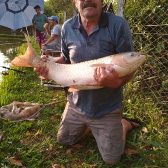 Comprar o produto de Pesqueiro Araquá  em Pesqueiros em Botucatu, SP por Solutudo