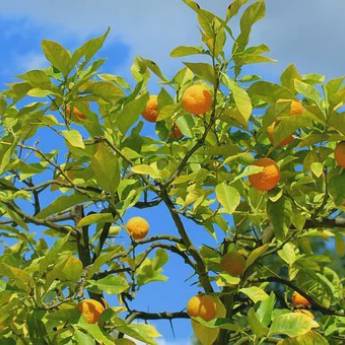 Comprar o produto de Plantação de Árvores Frutíferas em Jardinagem em Lençóis Paulista, SP por Solutudo
