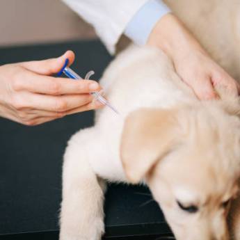 Comprar o produto de Vacinação em Pets  em Clínicas de Vacinação em Assis, SP por Solutudo