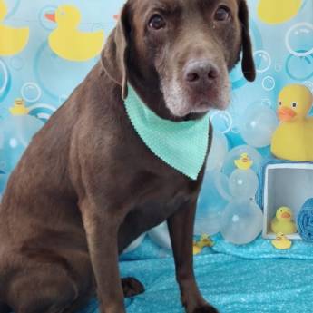 Comprar o produto de Banho temático - Hora do banho em Bauru em Banho e Tosa em Bauru, SP por Solutudo