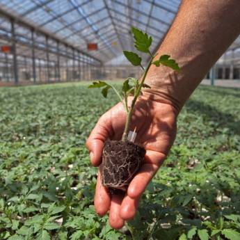 Comprar o produto de mudas em Produtos Agropecuários em Botucatu, SP por Solutudo