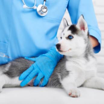 Comprar o produto de Vacinação - PrimeVet Clínica e Estética Animal em Clínicas Veterinárias em Botucatu, SP por Solutudo