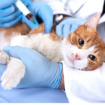 Comprar o produto de Laboratório Clínico Veterinário - PrimeVet Clínica e Estética Animal  em Laboratórios Clínicos Veterinários em Botucatu, SP por Solutudo