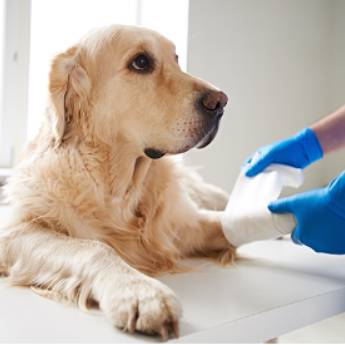 Comprar o produto de Cirurgias e Anestesias Veterinárias - PrimeVet Clínica e Estética Animal em Clínicas Veterinárias em Botucatu, SP por Solutudo