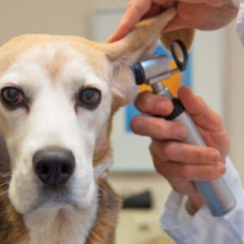 Comprar o produto de Atendimento Clínico Geral e Especializado Veterinário - PrimeVet Clínica e Estética Animal em Clínicas Veterinárias em Botucatu, SP por Solutudo