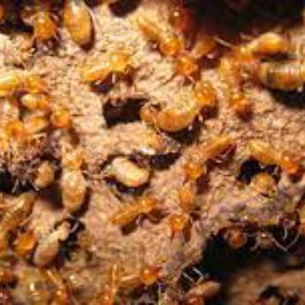 Comprar o produto de Descupinização em Dedetização em Araçatuba, SP por Solutudo