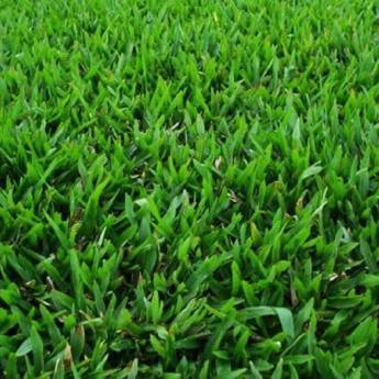 Comprar o produto de Grama São Carlos  em Grama em Ninho Verde II Eco Residence, SP por Solutudo