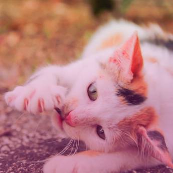 Comprar o produto de Exames laboratoriais de animais em Veterinário em Itatinga, SP por Solutudo