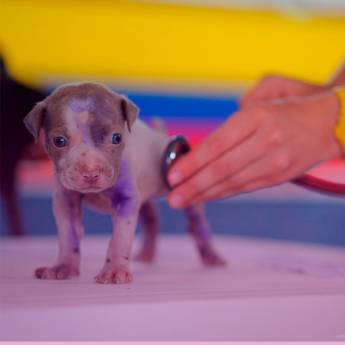 Comprar o produto de Cardiologia Veterinária em Veterinário em Itatinga, SP por Solutudo