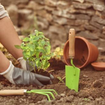 Comprar o produto de Jardinagem  em Jardinagem pela empresa Flora Bonfim em Senhor do Bonfim, BA por Solutudo