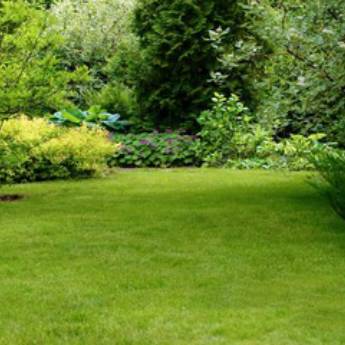 Comprar o produto de Grama para Jardim - Beleza e Funcionalidade em Senhor do Bonfim/BA em Jardinagem em Senhor do Bonfim, BA por Solutudo