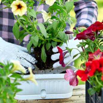 Comprar o produto de Venda de Flores para Presente - Elegância e Delicadeza em Senhor do Bonfim/BA em Jardinagem em Senhor do Bonfim, BA por Solutudo