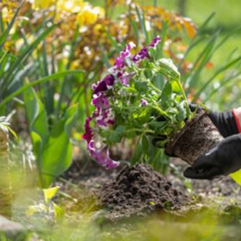 Comprar o produto de Consultoria em Jardinagem em Jardinagem pela empresa Flora Bonfim em Senhor do Bonfim, BA por Solutudo