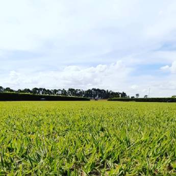 Comprar o produto de Roçagem de Condomínios em Jardinagem em Senador Canedo, GO por Solutudo
