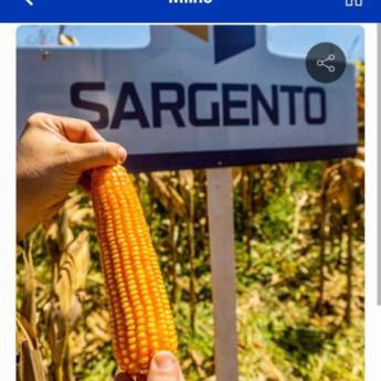 Comprar o produto de MILHO - Sargento TOP2 (Sacas com 60mil sementes) em Alimentos em Curitiba, PR por Solutudo