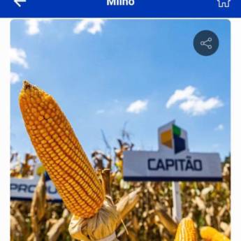 Comprar o produto de MILHO - Capitão VIP3 (Sacas com 60 mil sementes) em Alimentos em Curitiba, PR por Solutudo