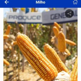Comprar o produto de MILHO - General VIP3 (sacas com 60 mil sementes) em Alimentos em Curitiba, PR por Solutudo
