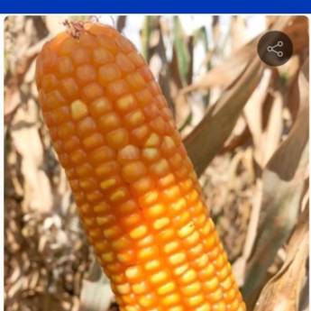 Comprar o produto de MILHO - Sniper VIP3 Safrinha (Sacas 60 mil sementes)  em Alimentos em Curitiba, PR por Solutudo