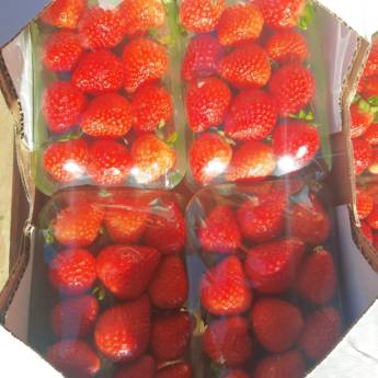 Comprar o produto de Bandeja de Morango em Bauru  em Frutas em Bauru, SP por Solutudo