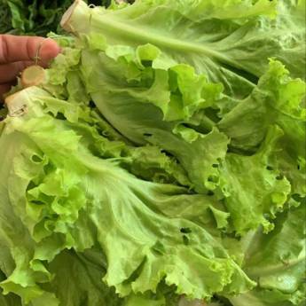 Comprar o produto de Alface Crespa em Bauru  em Verduras em Bauru, SP por Solutudo