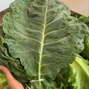 Comprar o produto de Couve em Bauru em Verduras em Bauru, SP por Solutudo