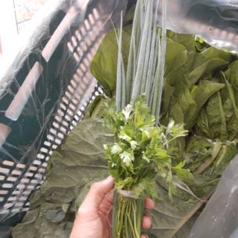 Comprar o produto de Cheiro Verde em Bauru  em Verduras em Bauru, SP por Solutudo