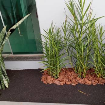 Comprar o produto de Podas em geral​ em Jardinagem em Iaras, SP por Solutudo