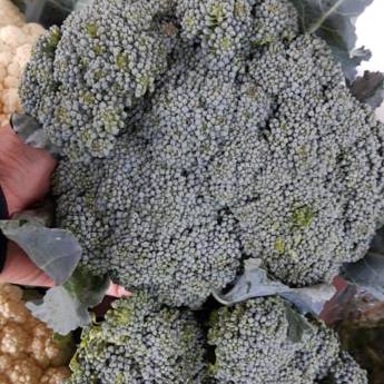 Comprar o produto de Brócolis Ninja em Bauru em Legumes em Bauru, SP por Solutudo