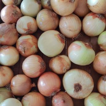 Comprar o produto de Cebola em Bauru  em Legumes em Bauru, SP por Solutudo