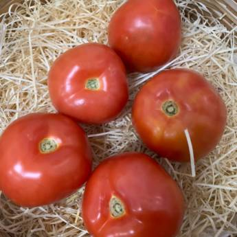 Comprar o produto de Tomate em Bauru em Legumes em Bauru, SP por Solutudo