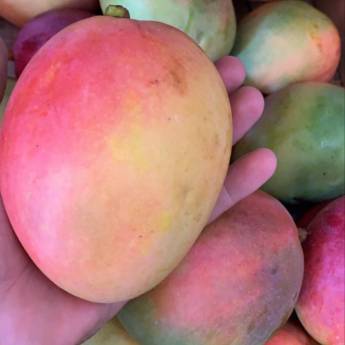 Comprar o produto de Manga Palmer em Bauru  em Frutas em Bauru, SP por Solutudo
