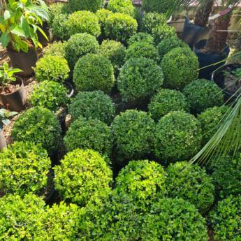 Comprar o produto de Plantas em Cesta de Flores em Botucatu, SP por Solutudo