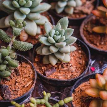 Comprar o produto de  Venda de plantas em Plantas e Sementes em Salvador, BA por Solutudo