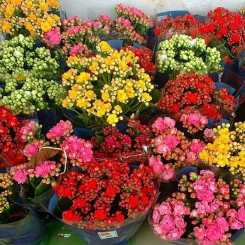 Comprar o produto de Vasos em Vasos para Flores em Ourinhos, SP por Solutudo
