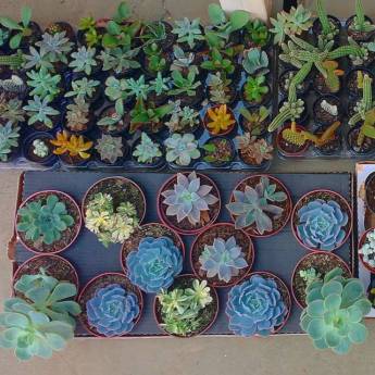 Comprar o produto de Plantas ornamentais em Plantas em Ourinhos, SP por Solutudo