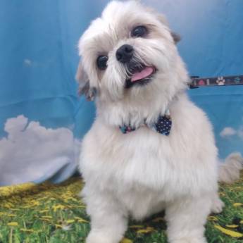 Comprar o produto de Banho Pet temático em Bauru: Girassol  em Banho e Tosa em Bauru, SP por Solutudo