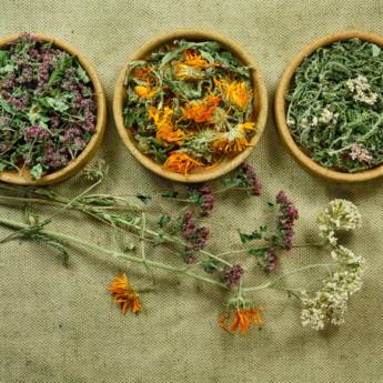 Comprar o produto de Fitoterapia em Nutricionistas em Mongaguá, SP por Solutudo