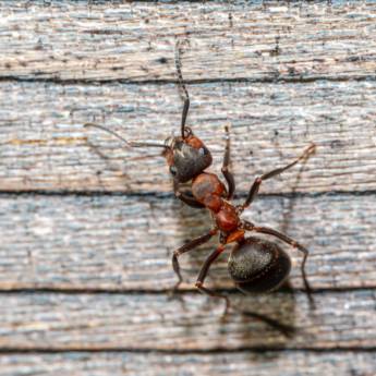 Comprar o produto de Dedetização de Formigas em Dedetização em Uruçuí, PI por Solutudo