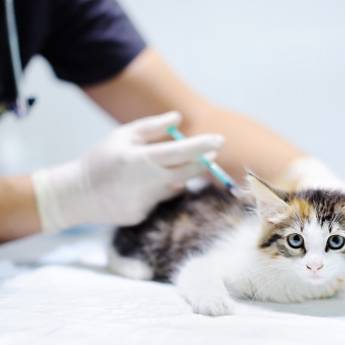 Comprar o produto de Vacina para gato em Clínicas de Vacinação em Santa Cruz do Rio Pardo, SP por Solutudo