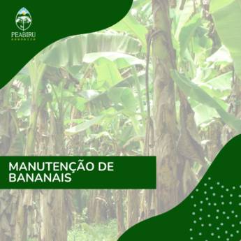 Comprar o produto de Manutenção de bananais em Engenheiros Florestais em Botucatu, SP por Solutudo