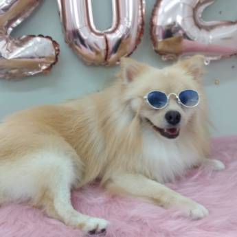 Comprar o produto de Banho Temático - Feliz 2022 em Banho e Tosa em Bauru, SP por Solutudo