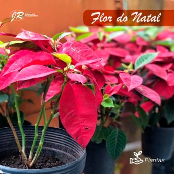 Comprar o produto de Planta Flor de Natal  em Plantas em Americana, SP por Solutudo
