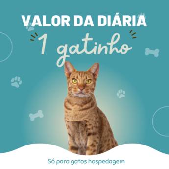 Comprar o produto de Diária para 1 gato em Gatos em Botucatu, SP por Solutudo