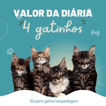 Comprar o produto de Diária para 4 gatos em Gatos em Botucatu, SP por Solutudo
