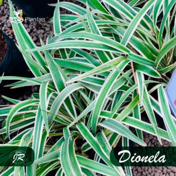 Comprar o produto de Planta Dionela em Plantas em Americana, SP por Solutudo