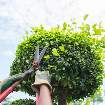 Comprar o produto de Jardinagem em Jardinagem em Riviera de Santa Cristina I, SP por Solutudo